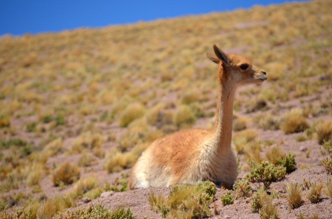 Ckuri Atacama Hotel San Pedro de Atacama Eksteriør billede