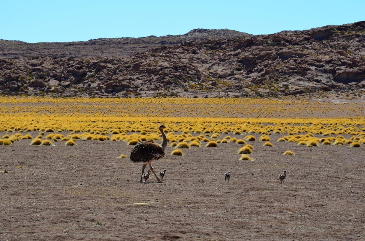Ckuri Atacama Hotel San Pedro de Atacama Eksteriør billede