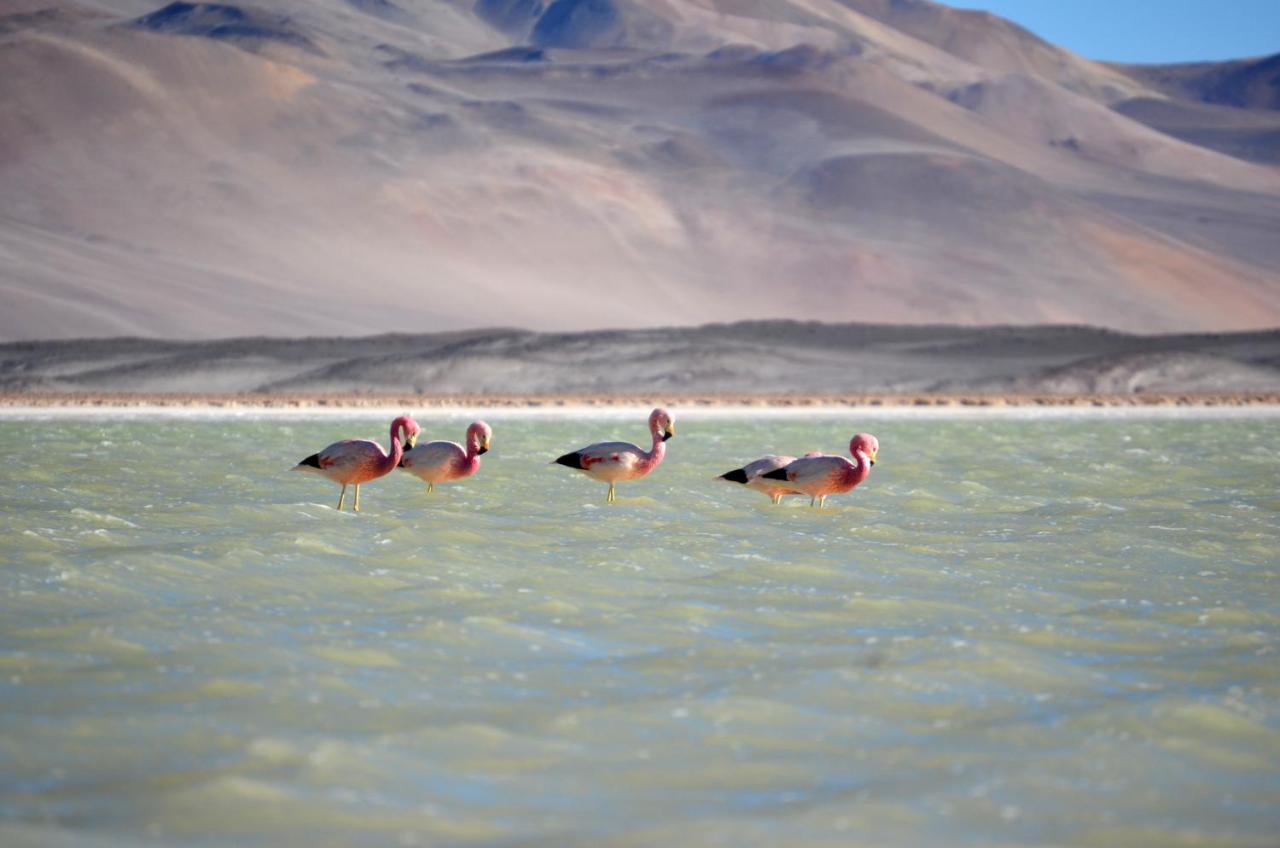 Ckuri Atacama Hotel San Pedro de Atacama Eksteriør billede