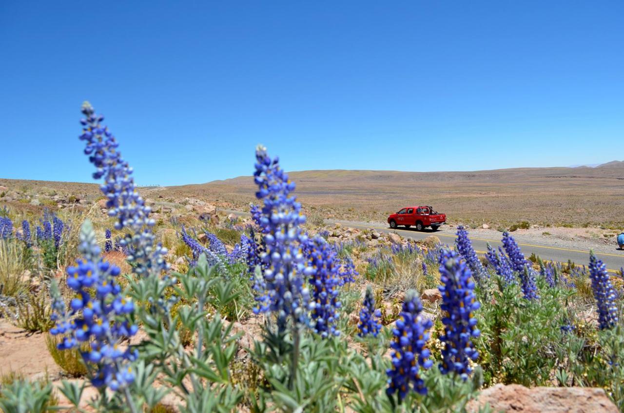 Ckuri Atacama Hotel San Pedro de Atacama Eksteriør billede