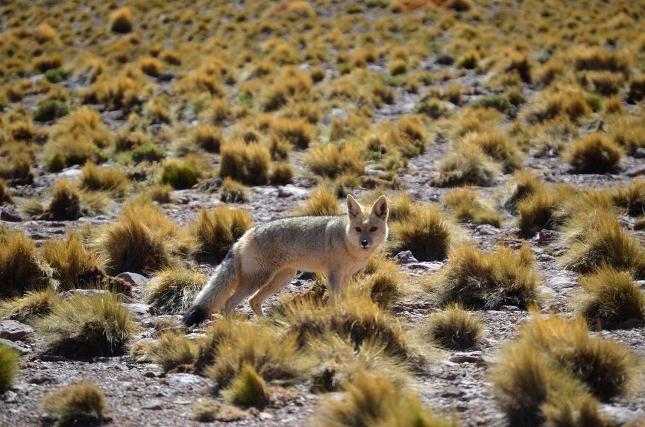 Ckuri Atacama Hotel San Pedro de Atacama Eksteriør billede